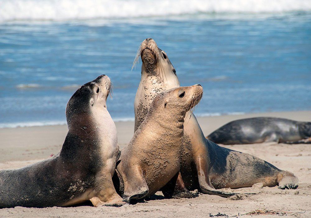 seals on beeach