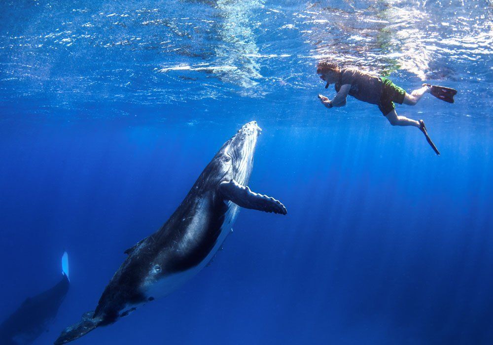 whale and swimmer