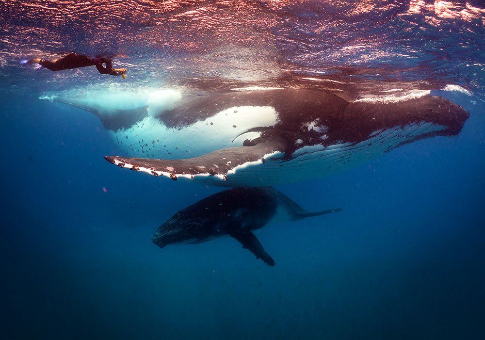humpback whales tonga