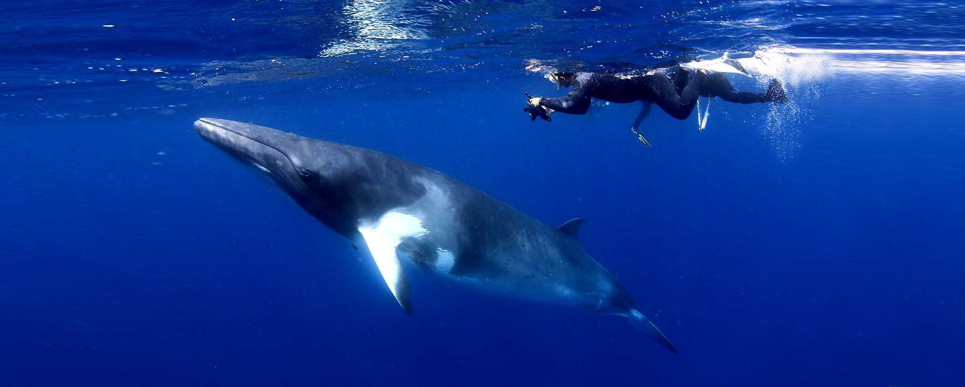 swimming with minke whales