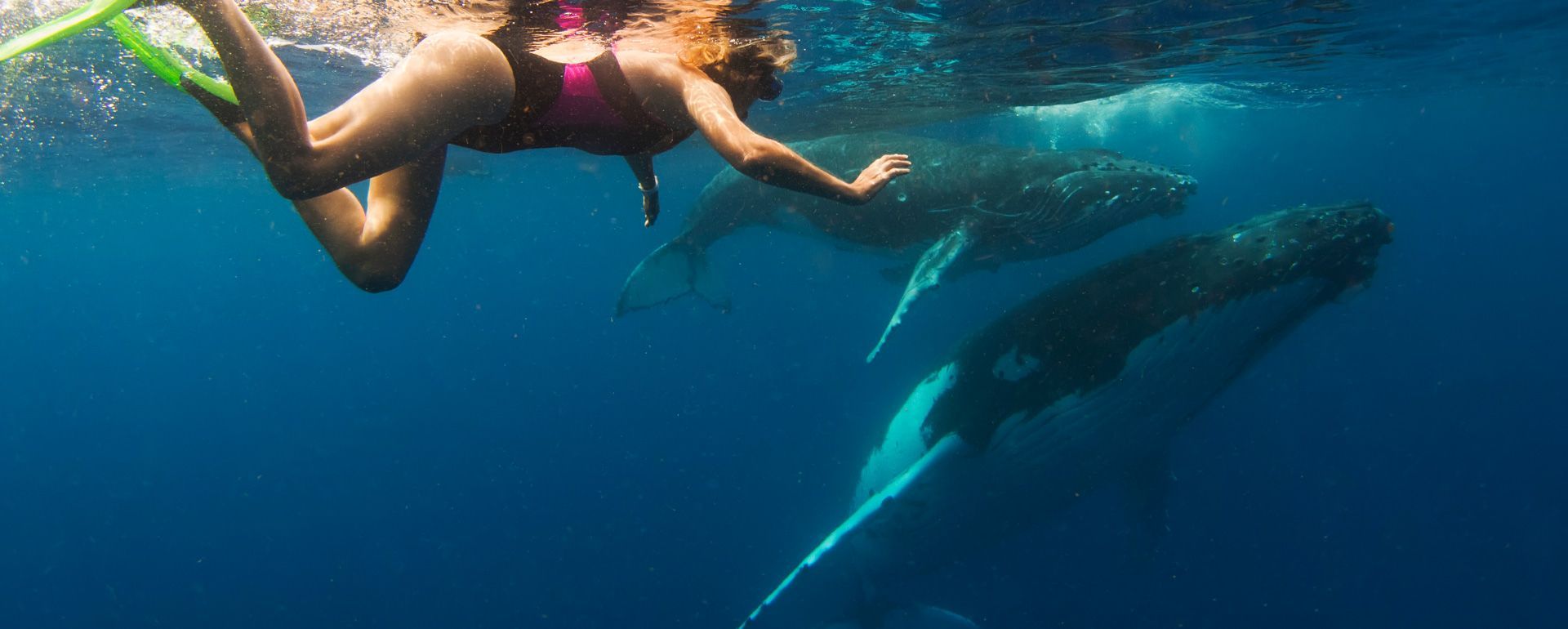 a woman is swimming with whales in the ocean .
