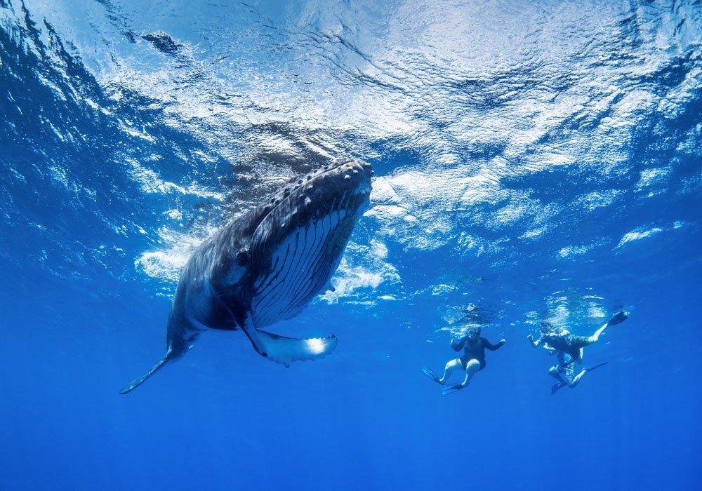 swimming with whale