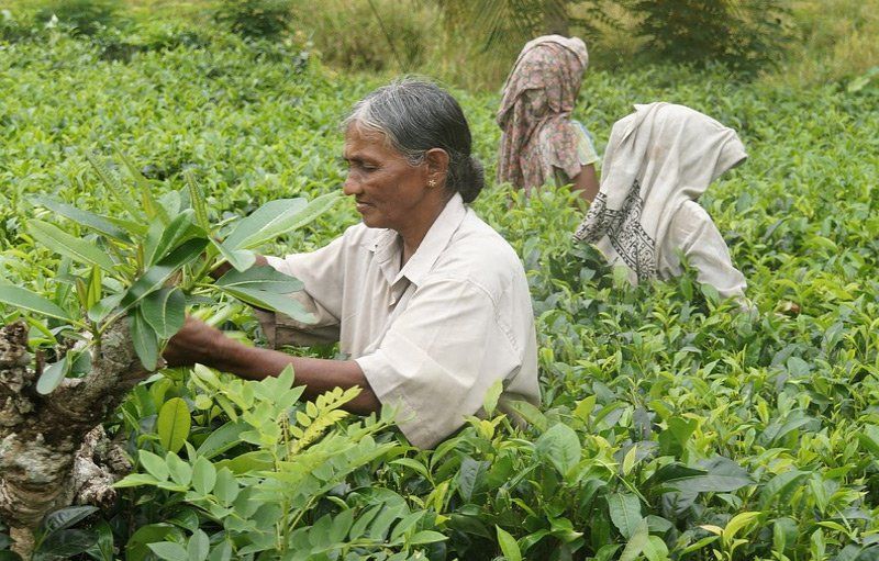 famous tea in Sri Lanka