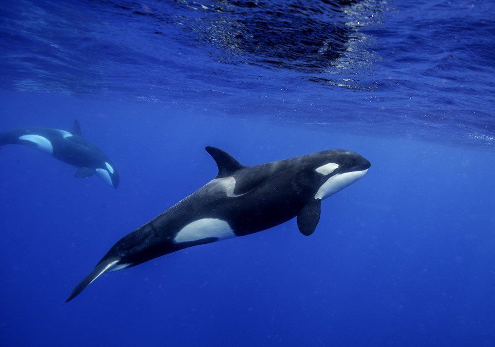 orcas