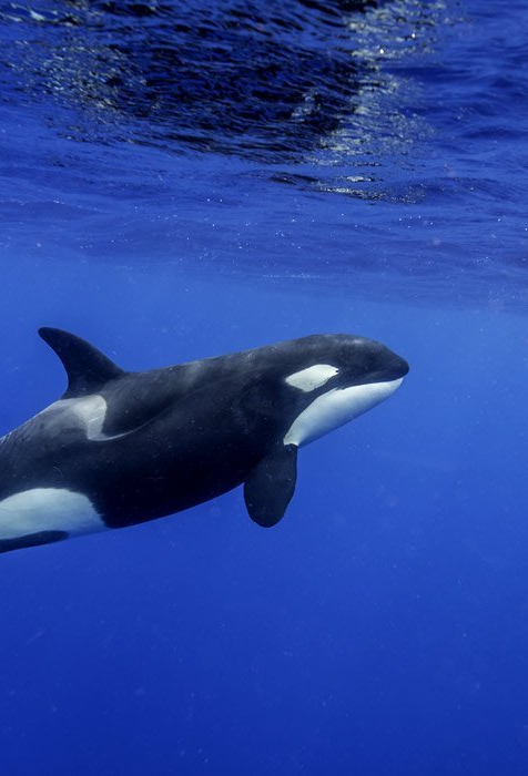 orca surfacing