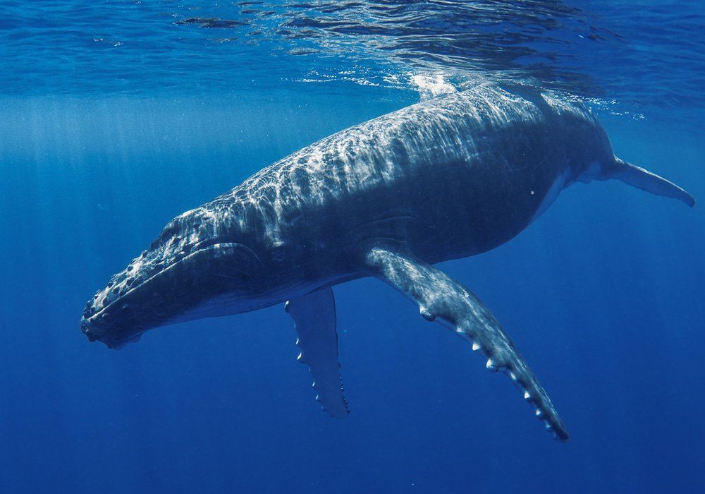 blue whale