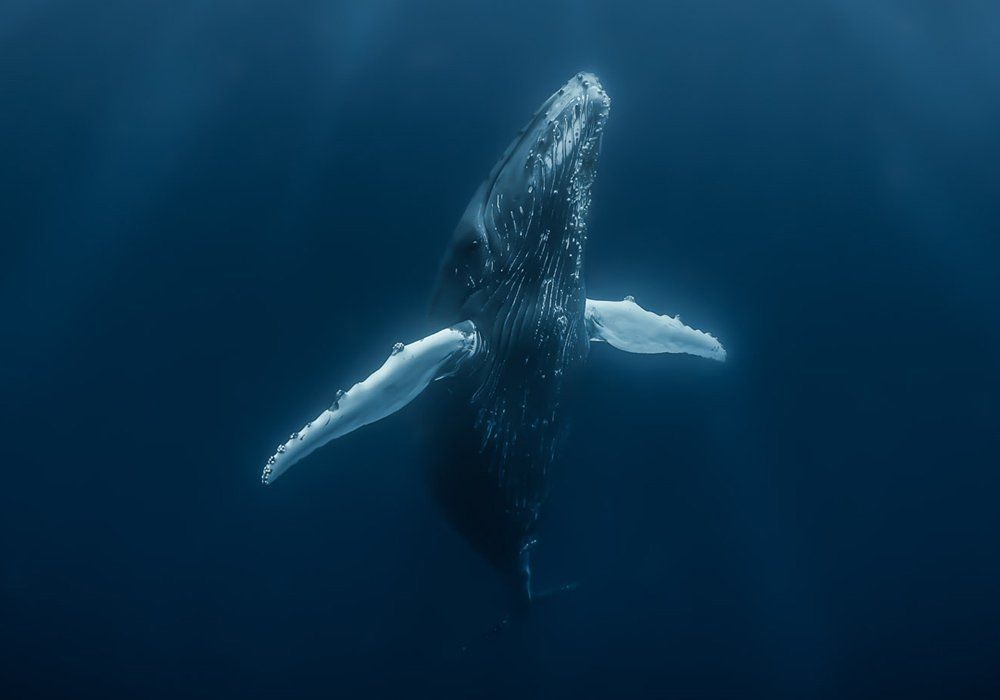 rising whale