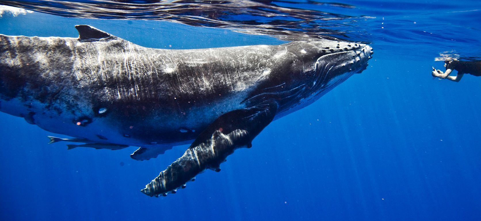 A humpback whale is swimming in the ocean next to a person.