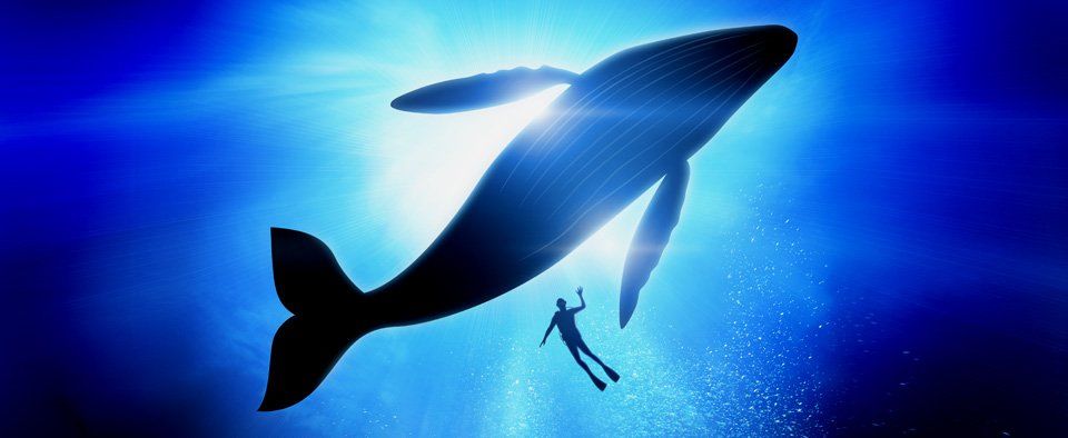 spiritual experience swimming with whales