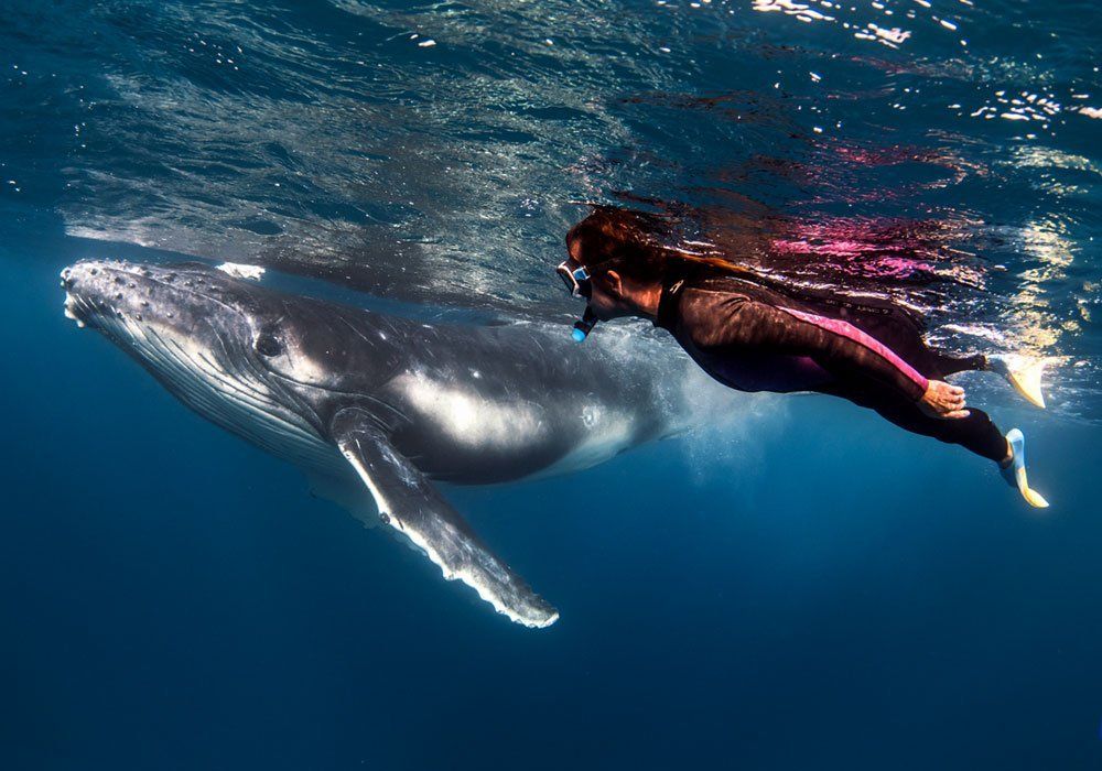 a man is swimming next to a humpback whale in the ocean .