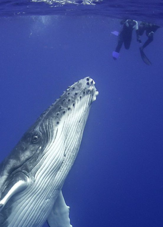 A humpback whale is swimming near divers in the ocean