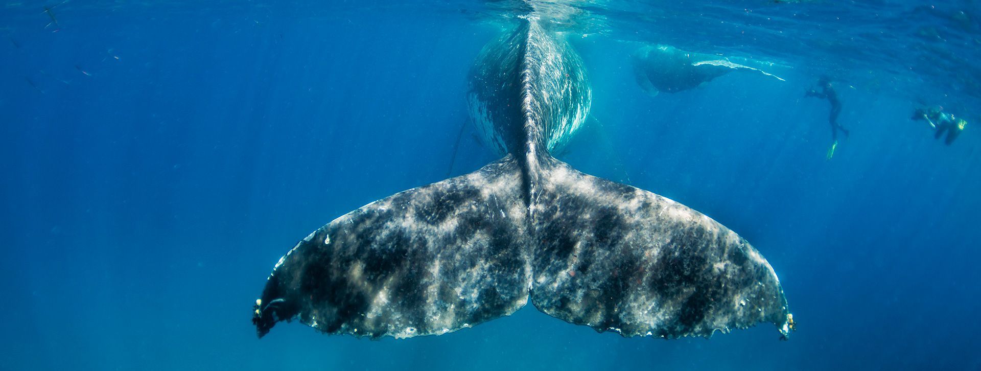 The tail of a humpback whale is visible in the ocean.