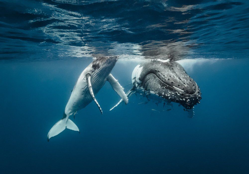 tonga whale swimming tour