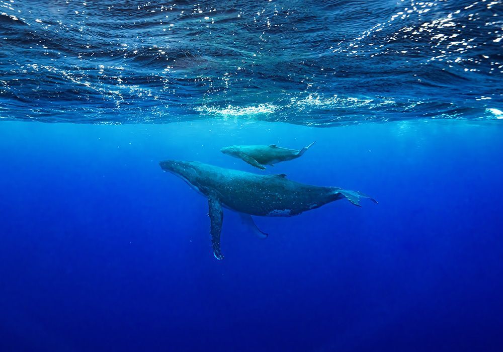 An adult humpback whale swims in deep blue water with a calf, visible below the surface.