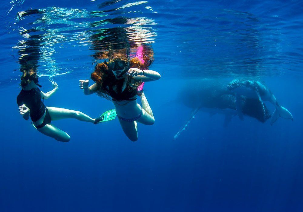 girls swimming with whales