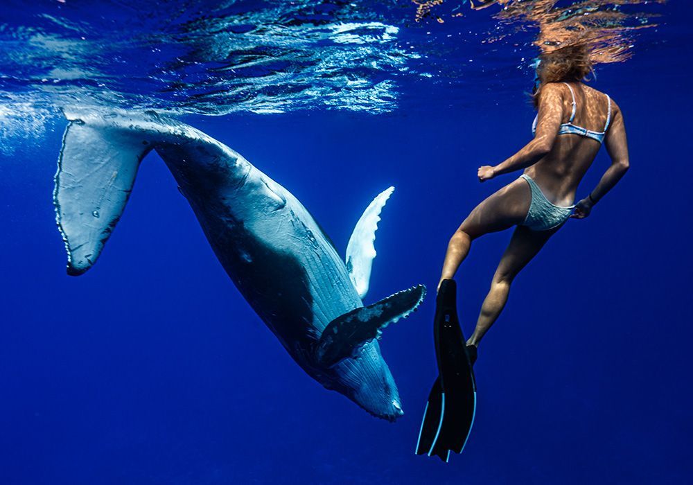 Woman swimming near a large humpback whale in deep blue ocean water.