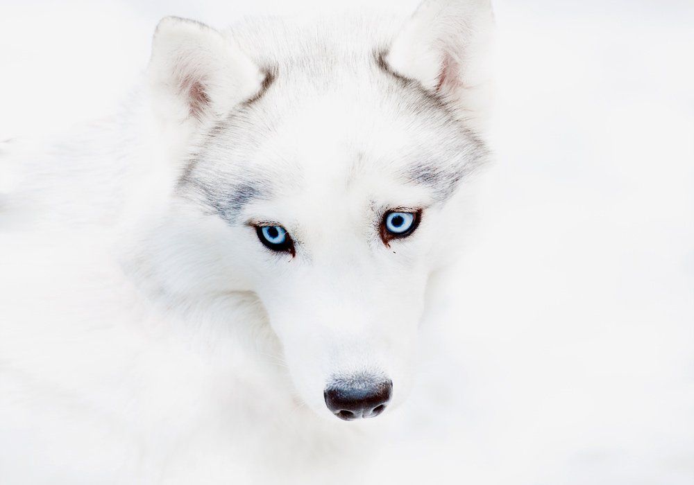 white husky