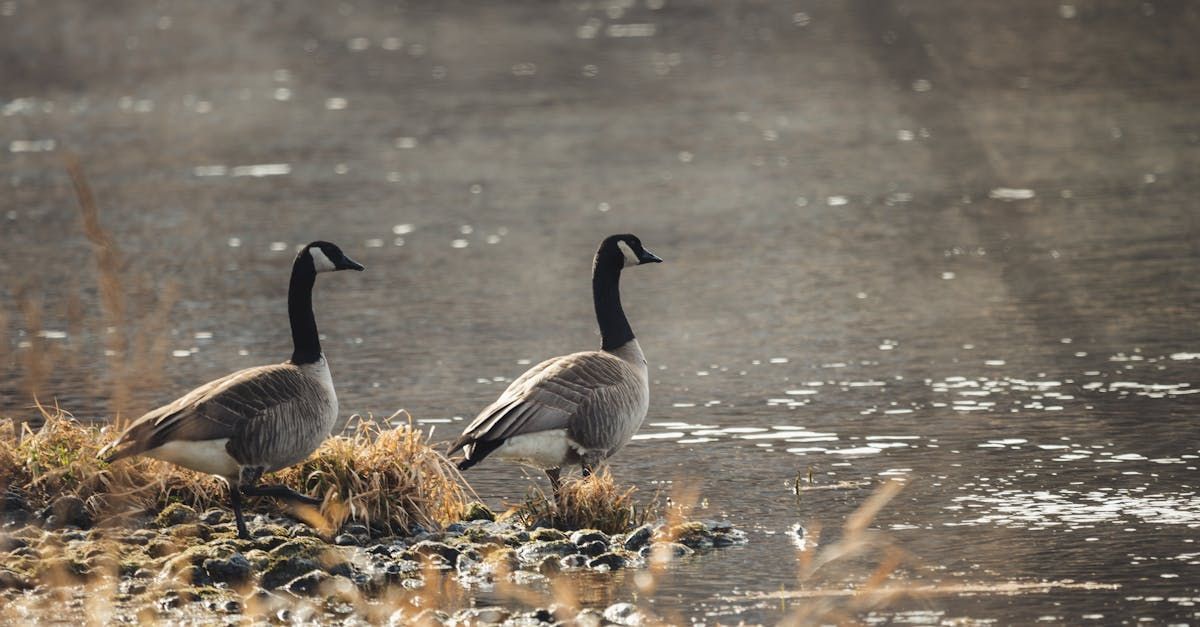 Two Canada geese standing in shallow water near the shore