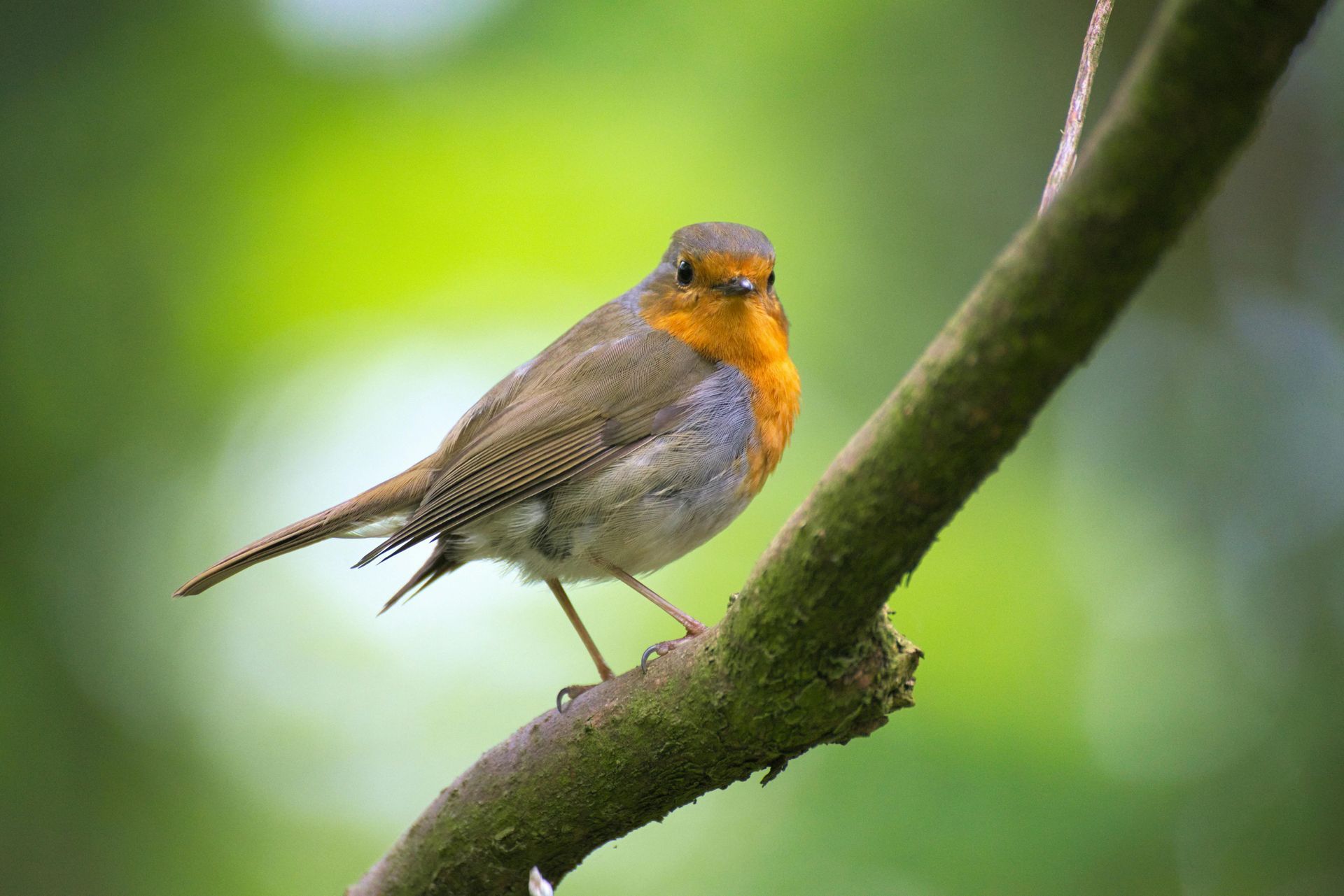 Small orange-breasted bird perched on a mossy branch against a blurred green background