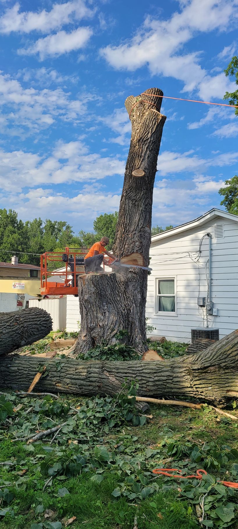Arborist wearing safety gear using a chainsaw to trim a tree branch near a fence.