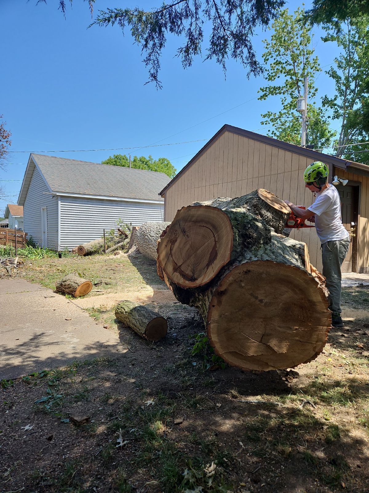 A person using a chainsaw to cut a large tree trunk on a sunny day. A shed is in the background.