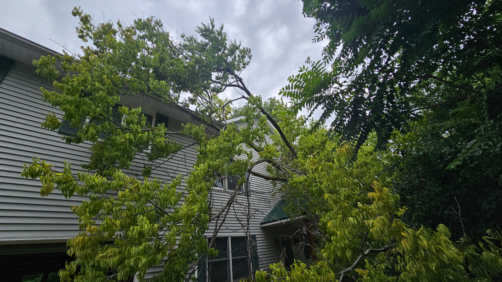 Overgrown tree branches partially cover a two-story house with gray siding under a cloudy sky.