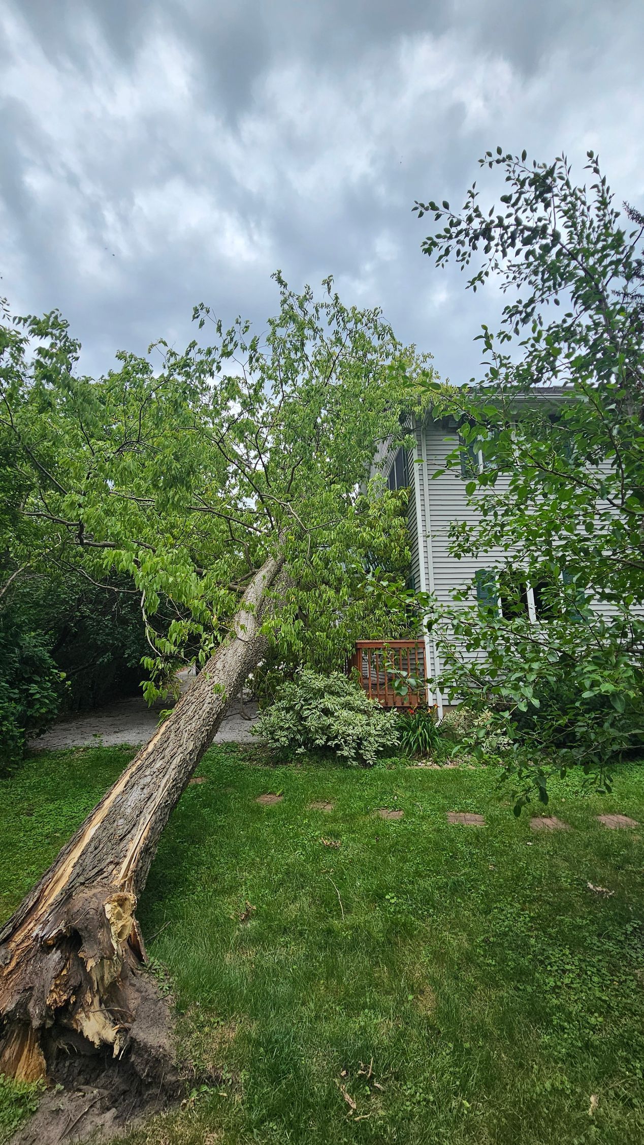 Fallen tree on green grass, leaning against a white building with visible windows under a cloudy sky.