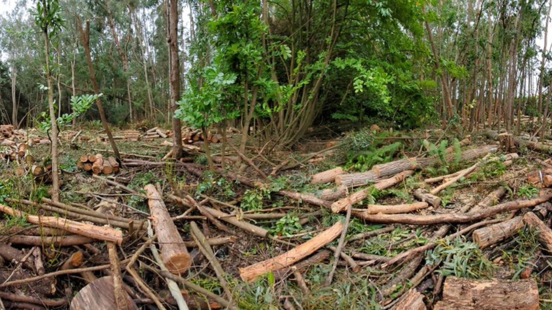Clearcut forest area with fallen logs and debris, tall trees in the background.