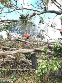 Person in orange working on tree branches. The person is using a saw. Blue sky in the background.