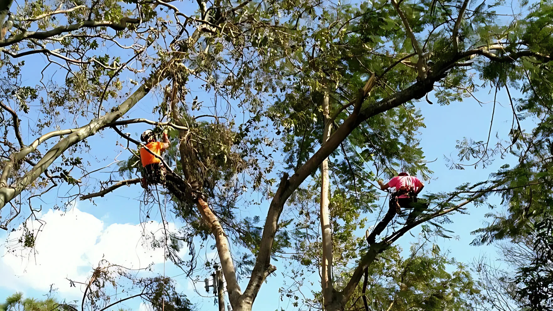 Two tree climbers in harnesses pruning branches against a blue sky.