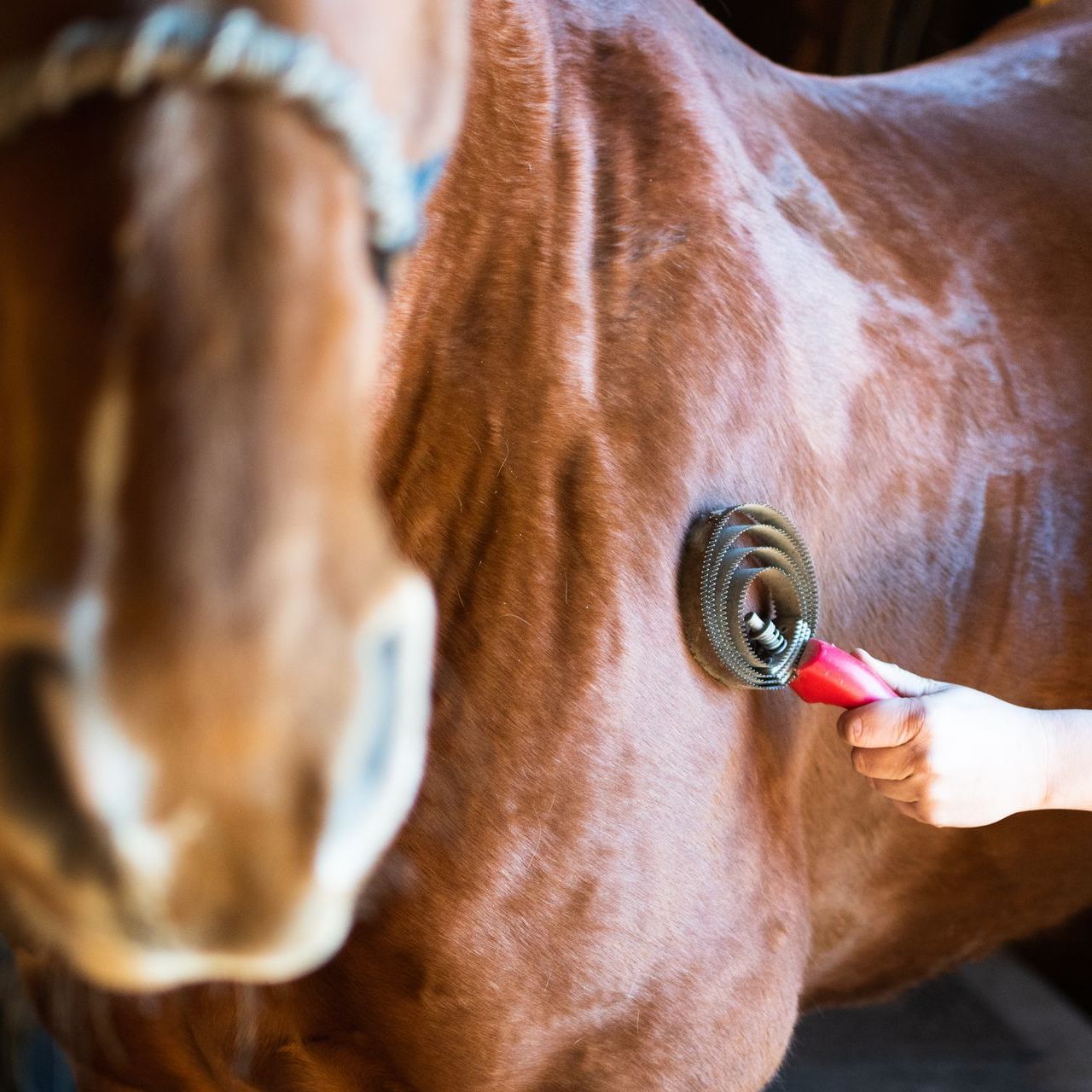 The Spruce Pets How to Groom Your Horse