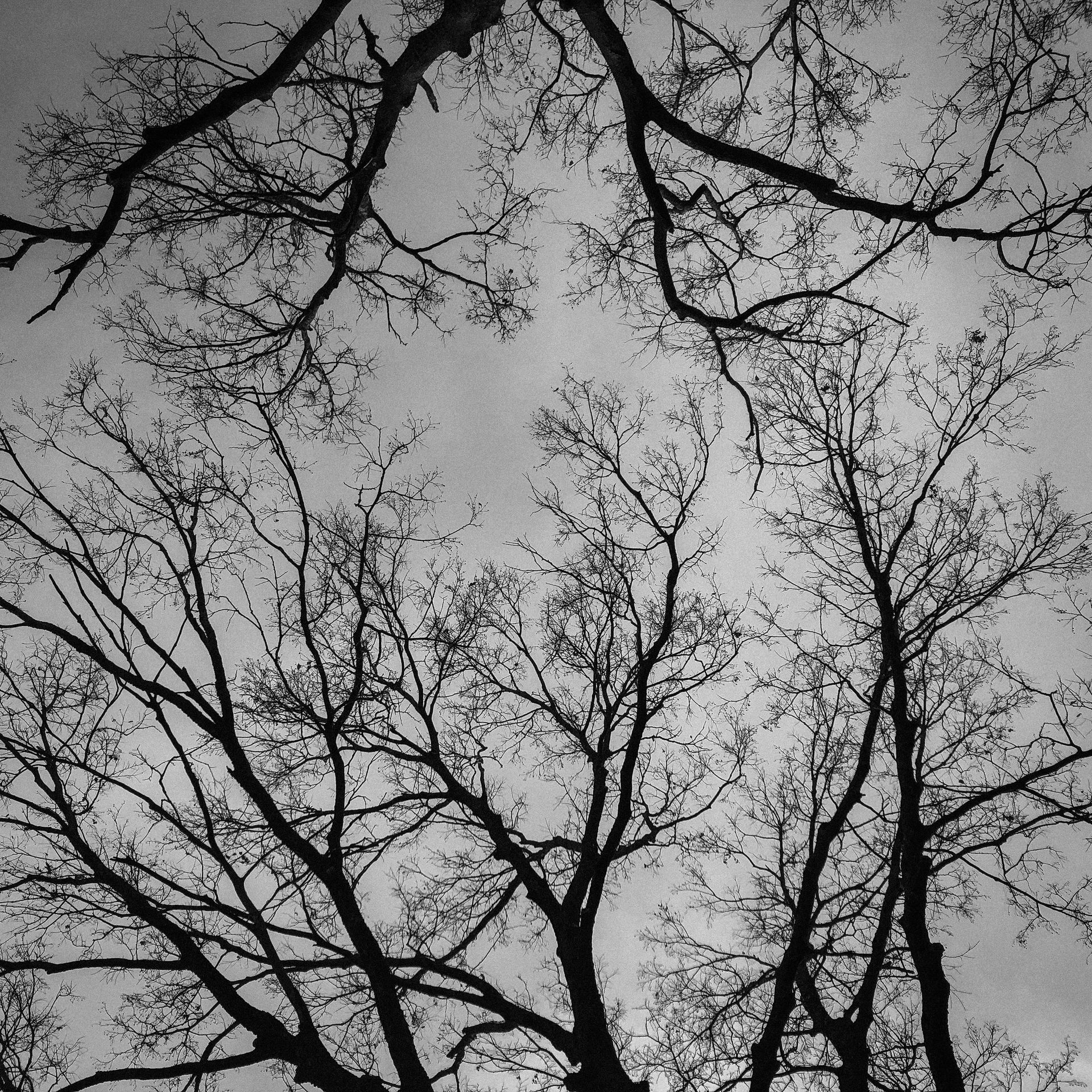 A black and white photo of trees without leaves against a cloudy sky