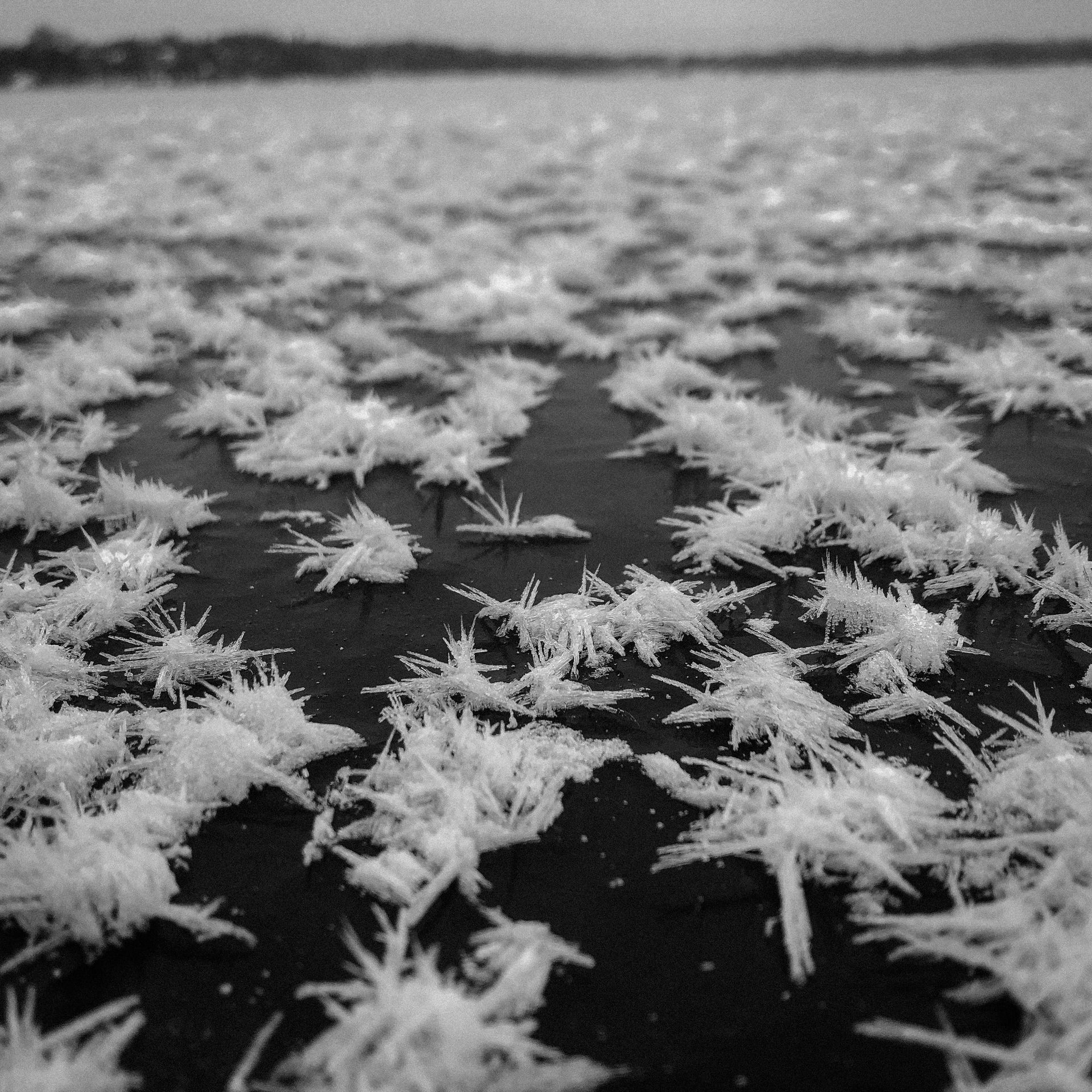 A black and white photo of ice crystals on the ground