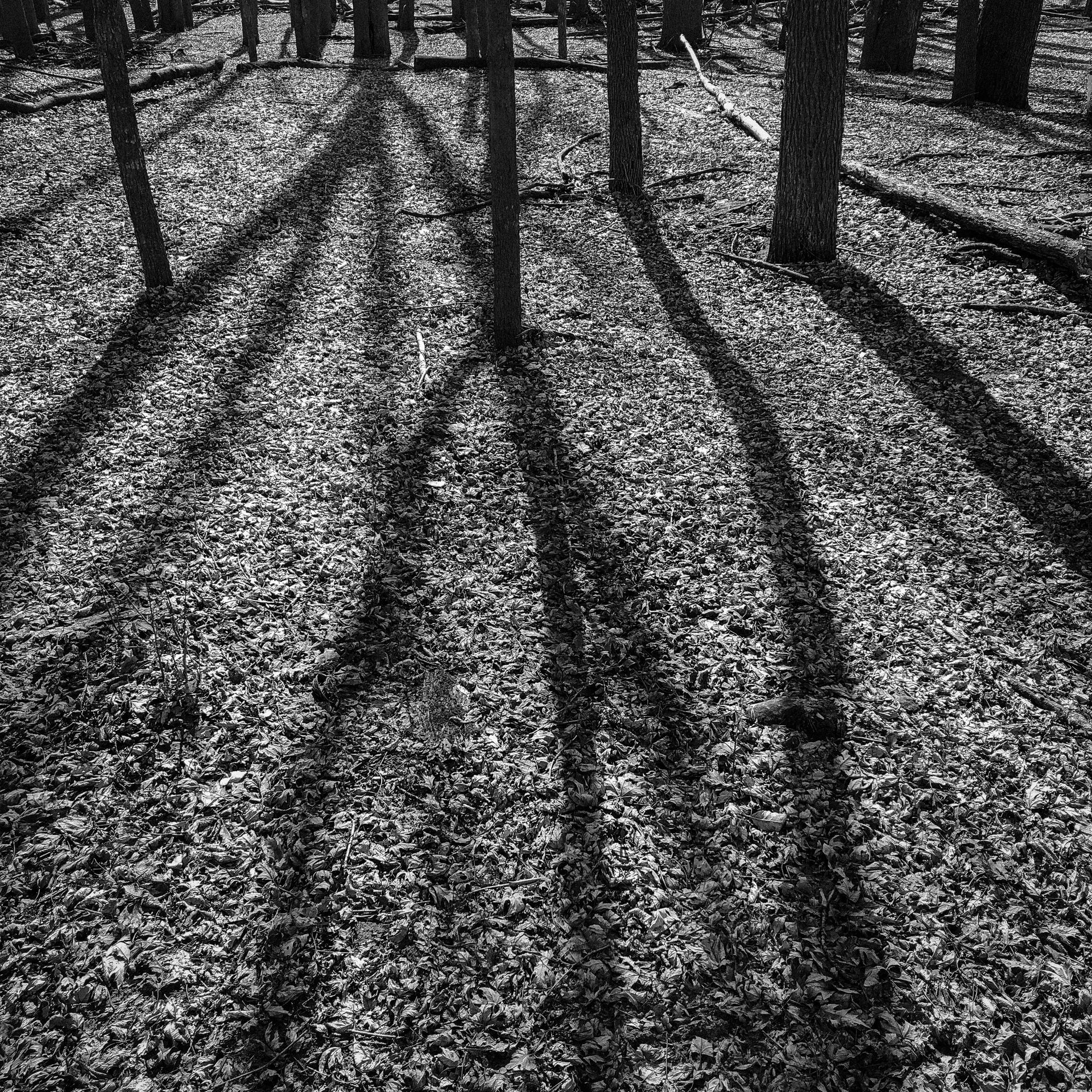 A black and white photo of the shadows of trees on the ground.