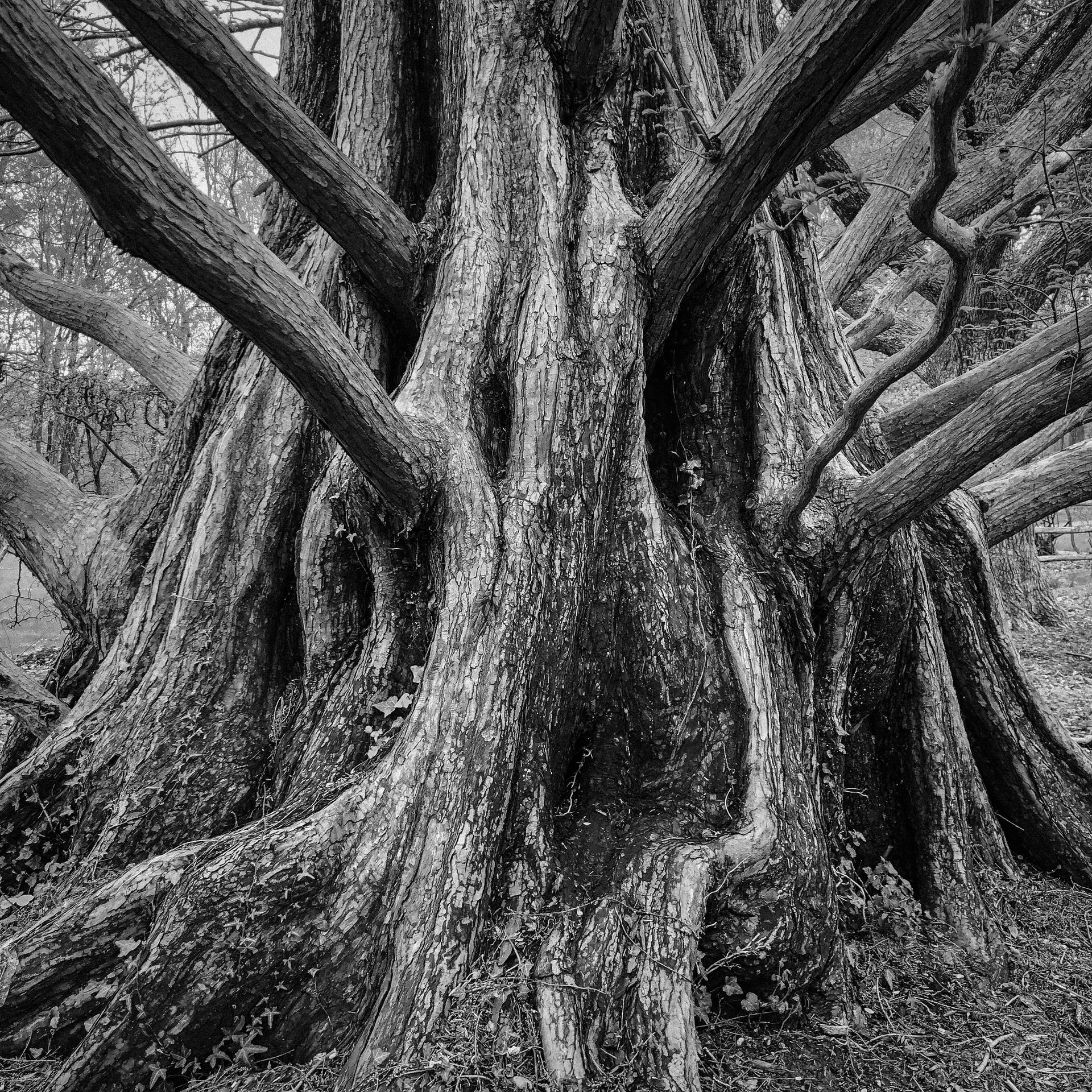 A black and white photo of the trunk of a tree.