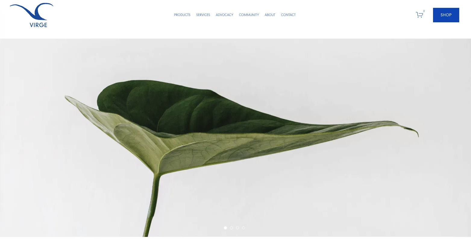 A close up of a green leaf on a white background.