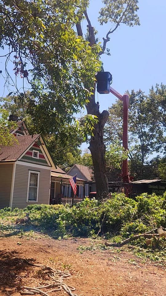 A man is cutting down a tree in front of a house.