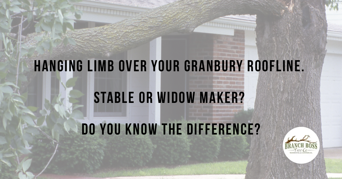 Storm damage tree cleanup Granbury TX Branch Boss emergency tree service Hood County North Texas