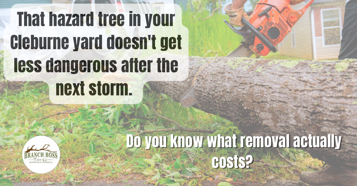 Tree removal Cleburne TX Branch Boss certified arborist North Texas Burleson Johnson County