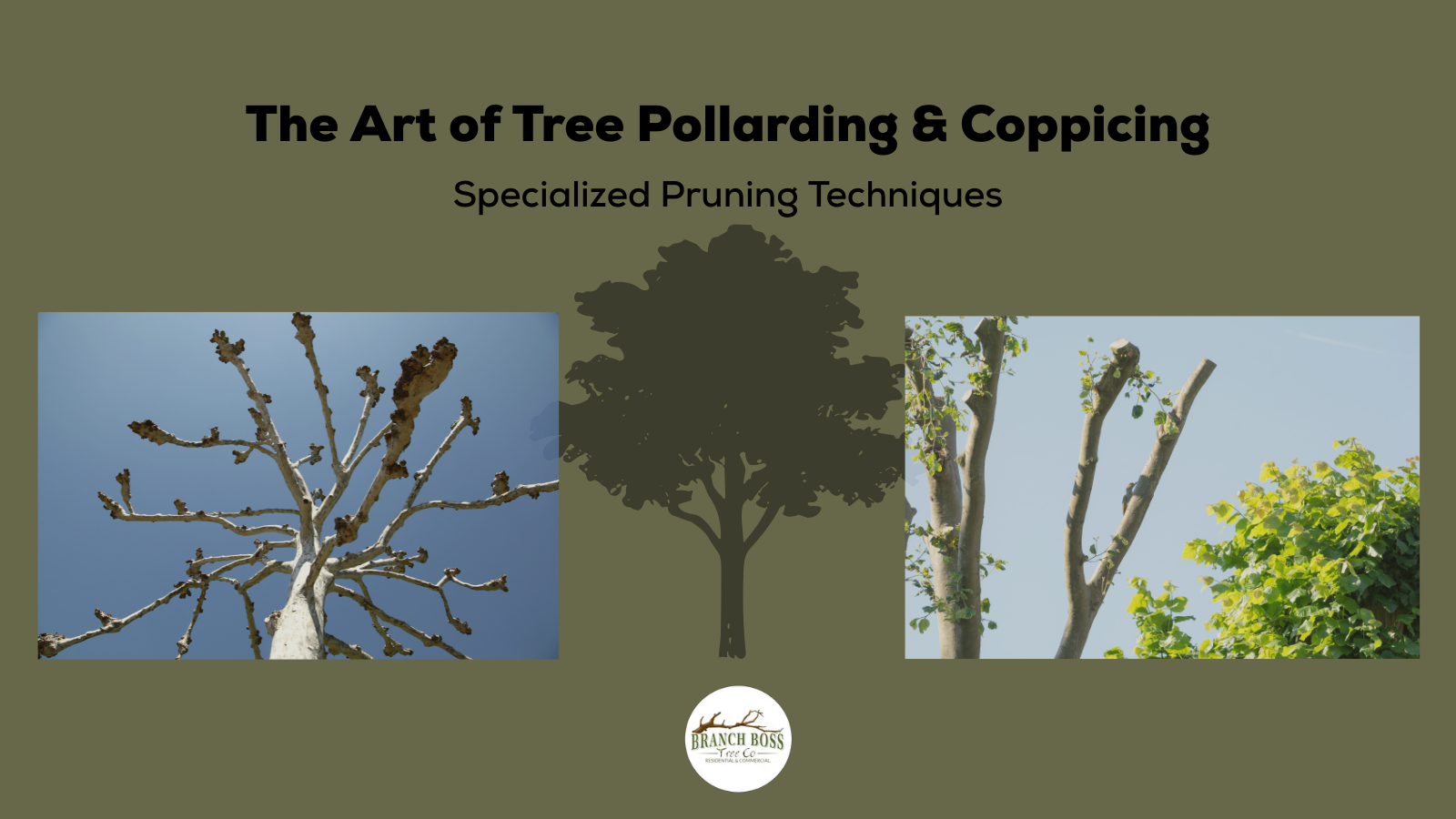 Title card for Title card for