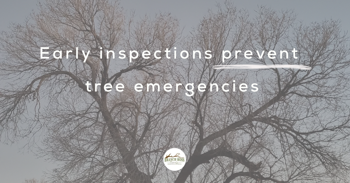 Professional pruning services are explained: Prevents damage, reduces storm risk, improves health, and enhances appeal. Professional pruning services are explained: Prevents damage, reduces storm risk, improves health, and enhances appeal.