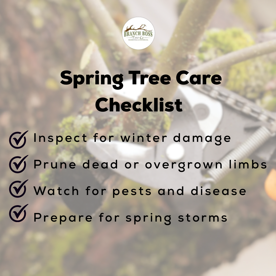 Spring tree care checklist: Inspect for damage, prune limbs, watch for pests, and prepare for storms.
