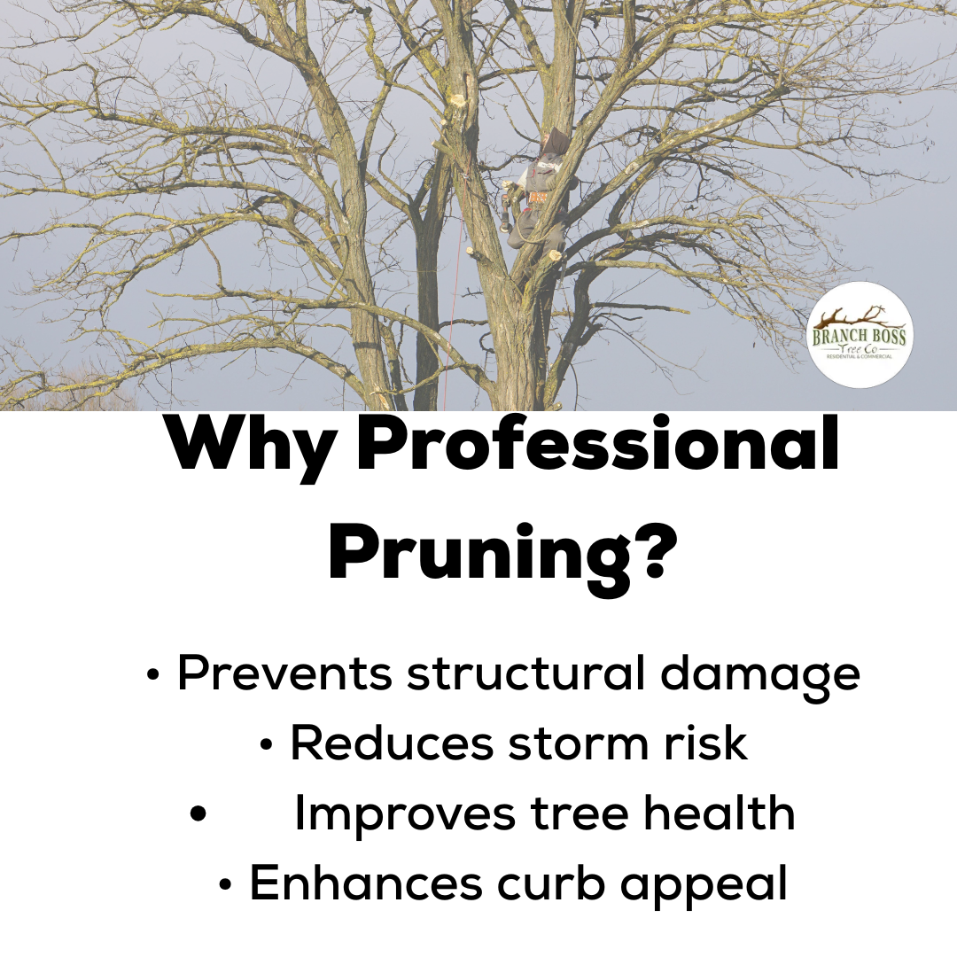 Professional pruning services are explained: Prevents damage, reduces storm risk, improves health, and enhances appeal.