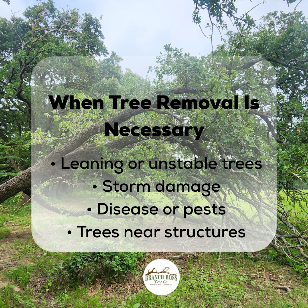 Fallen tree in a natural setting, with text listing reasons for tree removal: leaning trees, storm damage, pests, and near structures. Fallen tree in a natural setting, with text listing reasons for tree removal: leaning trees, storm damage, pests, and near structures.