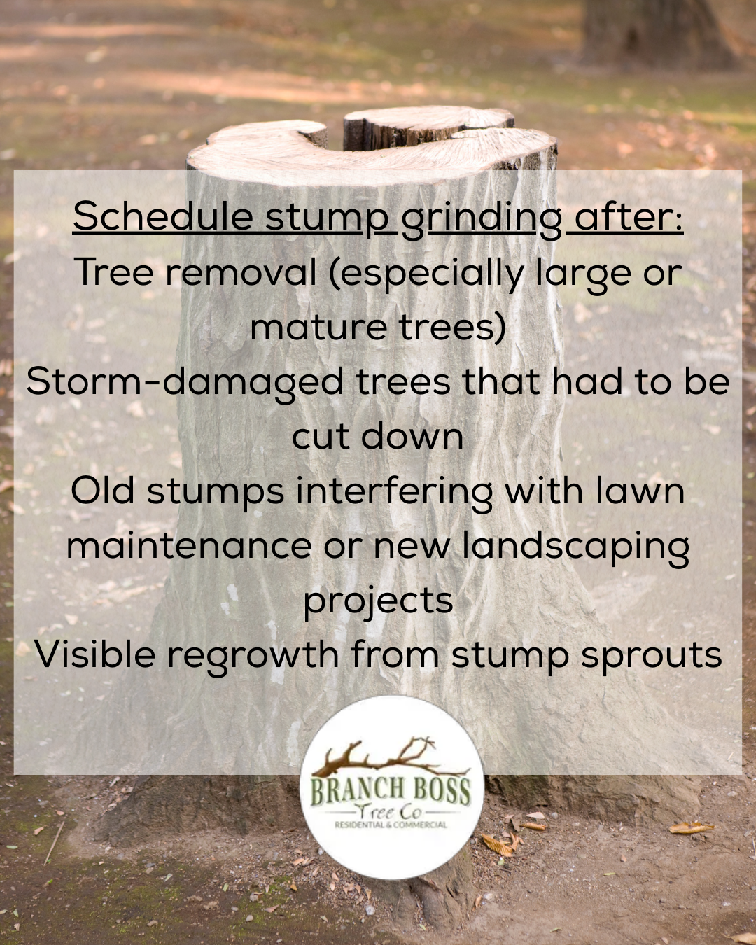 Stump grinding service ad: Stump in a park with text listing when to schedule grinding, Branch Boss logo. Stump grinding service ad: Stump in a park with text listing when to schedule grinding, Branch Boss logo.