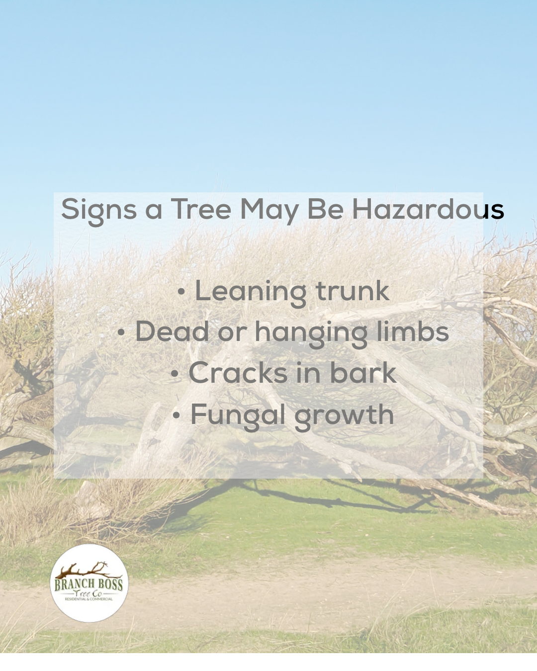 Professional pruning services are explained: Prevents damage, reduces storm risk, improves health, and enhances appeal.