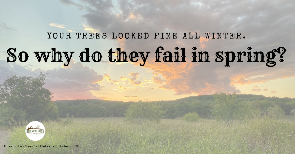 Spring tree stress North Texas Branch Boss tree assessment Granbury Burleson TX
