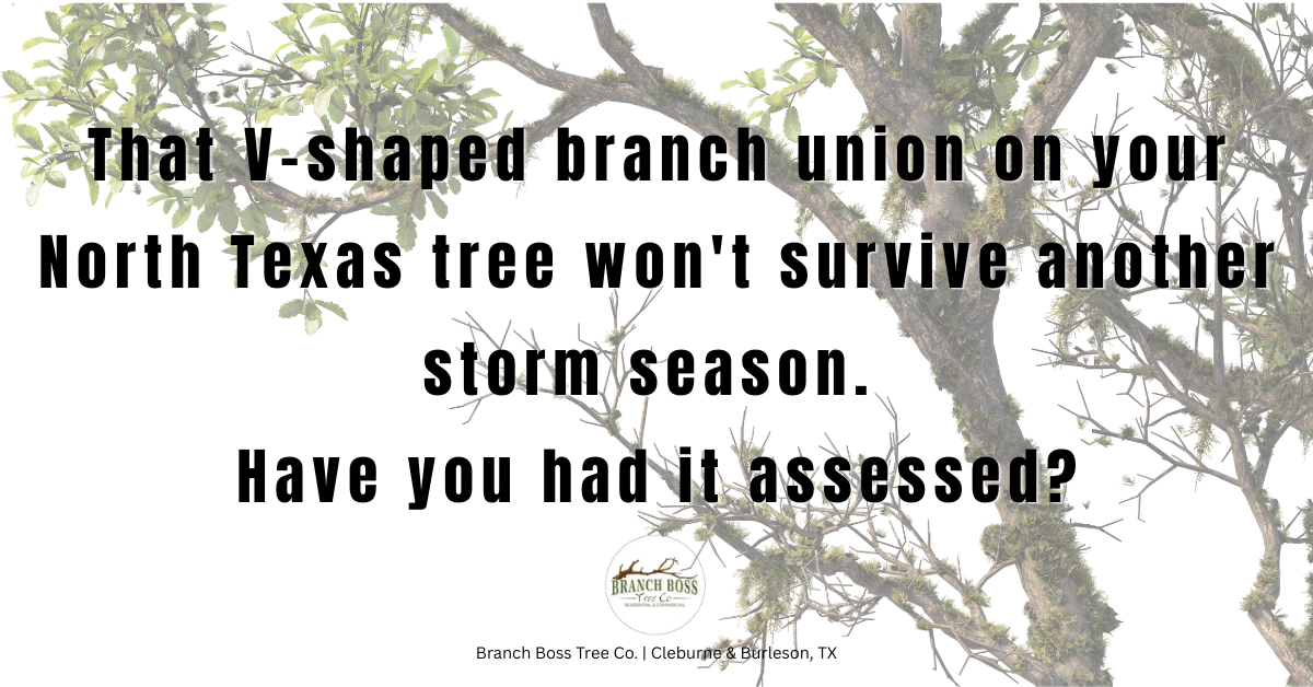 Tree cabling bracing North Texas Branch Boss certified arborist Cleburne Burleson TX Tree cabling bracing North Texas Branch Boss certified arborist Cleburne Burleson TX