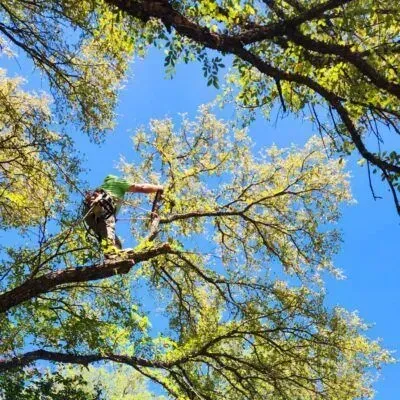 A man in a green shirt is cutting a tree branch