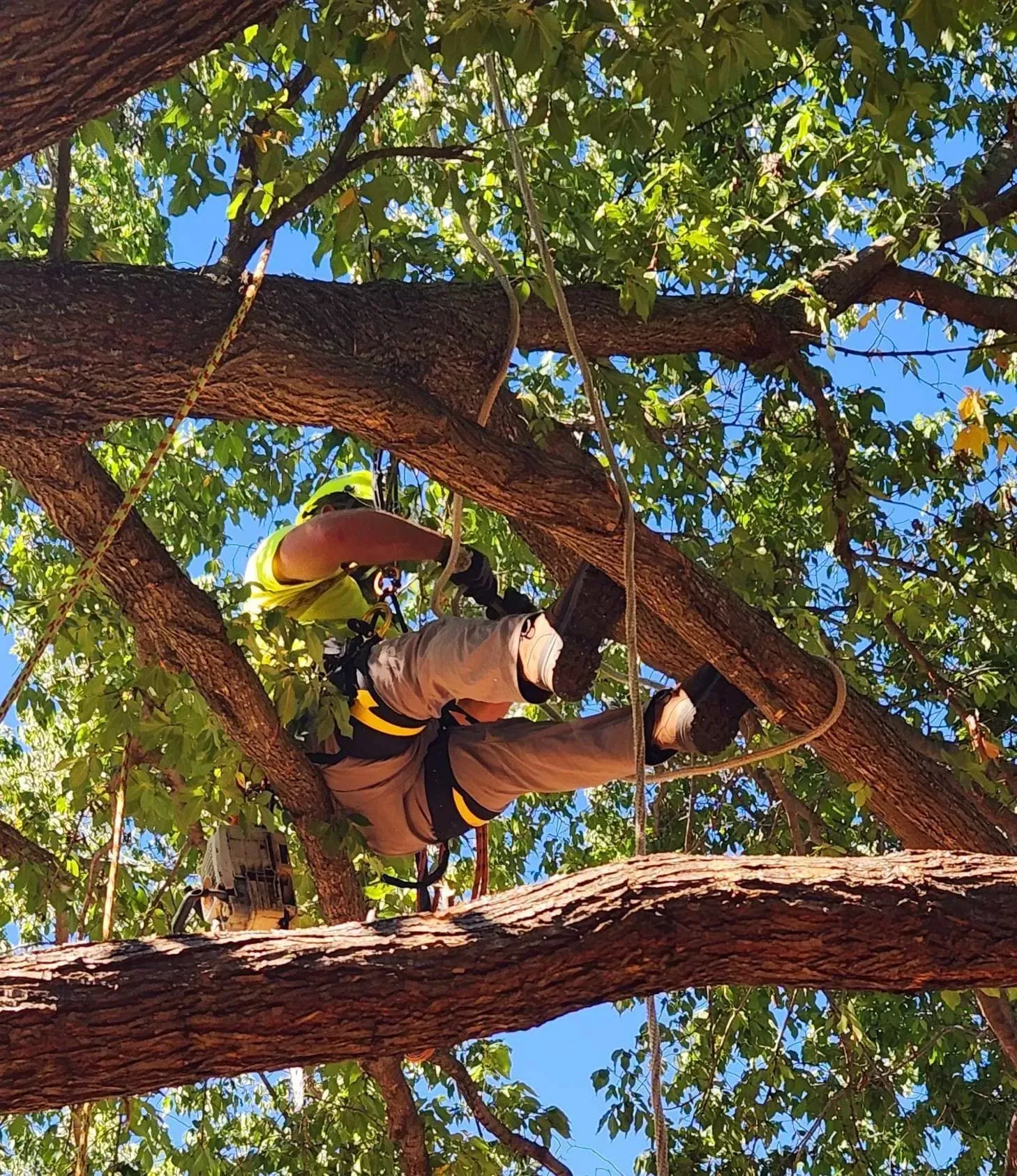 A man is climbing a tree with a harness on.